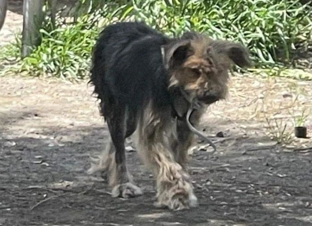 Dog, Angel Found Matted and Wandering
